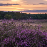 Blooming heathland